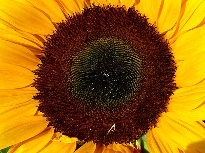 Makro Sonnenblume